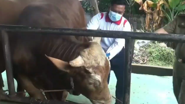 Pastikan Hewan Kurban Bebas PMK, Disbunak Tanjung Jabung Barat Lakukan Pengawasan