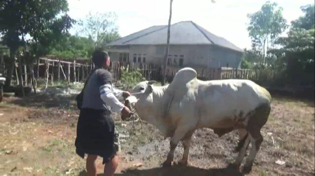 Stok Hewan Qurban di Batanghari Tersedia 1.335 Ekor